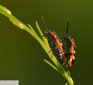 Asparagus Beetles