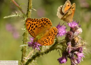 Silver Washed Fritillary & Meadow Brown.jpg