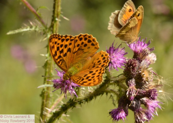Silver Washed Fritillary & Meadow Brown.jpg