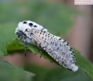 Leopard Moth