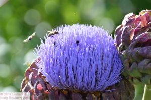 Artichoke flowers