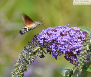 Humming Bird Hawkmoth