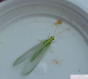 Lacewing