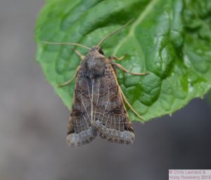 Lunar Underwing