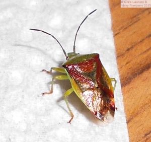 Green Birch Shieldbug