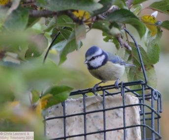 Blue Tit on feeder 2