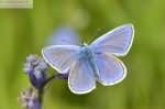 Common Blue