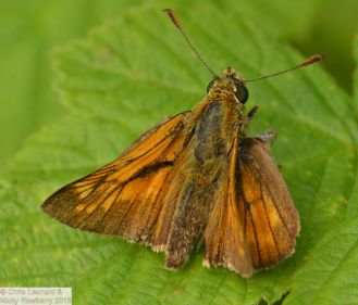 Large Skipper