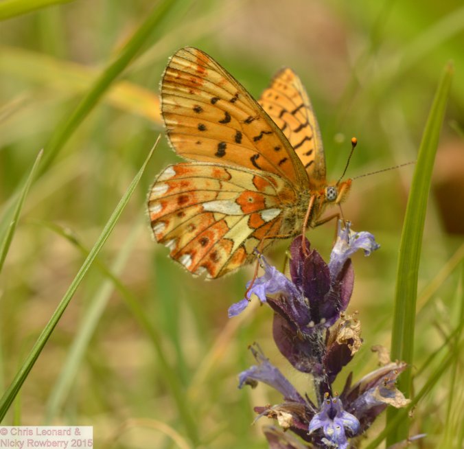 Pearl Bordered Fritillary