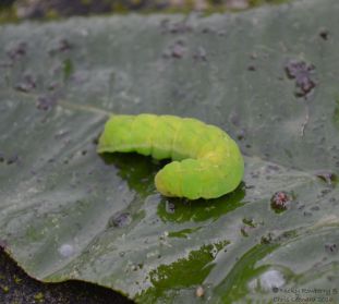 Angle Shades Caterpillar