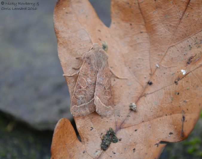 Common Quaker 2