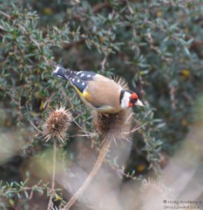Goldfinch 2