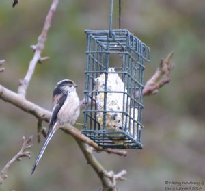Long-tailed tit