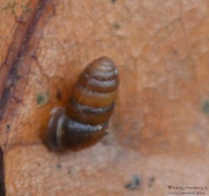 Tiny Snail