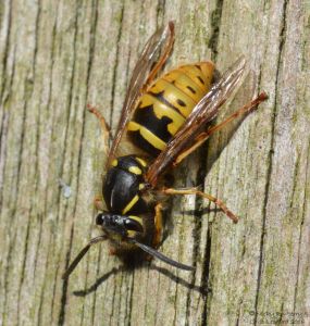 Common Wasp