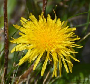Dandelion