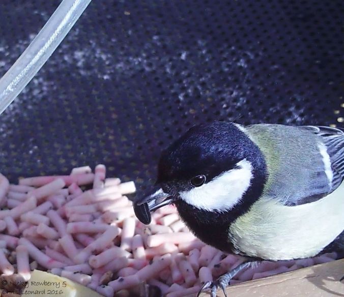 Great Tit