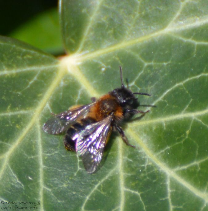 Mining Bee Andrena sp