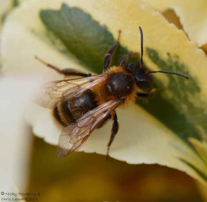 Andrena scotica
