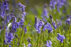 Bluebells