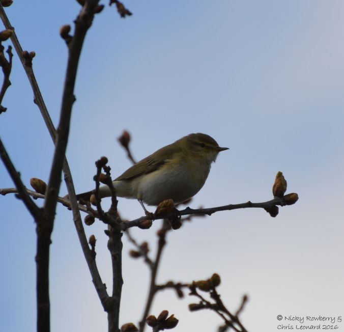 Chiffchaff (11)