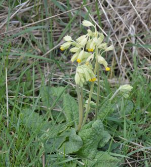 Cowslip
