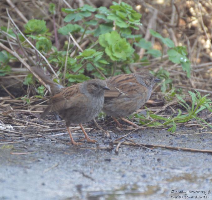 Dunnock pair