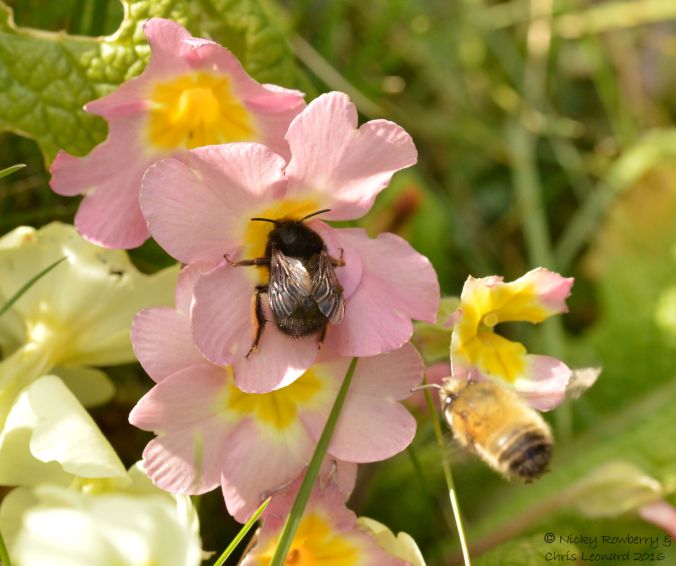 Hairy footed female