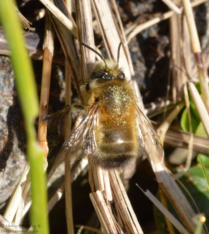 Hairy footed male
