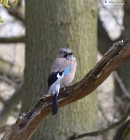 Jay at Hartlebury