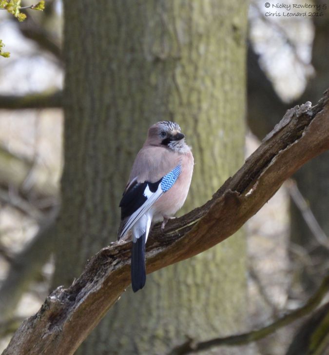 Jay at Hartlebury