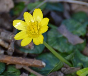 Lesser Celandine