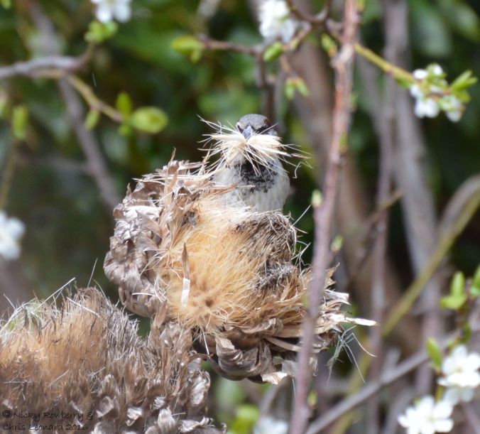 Sparrow nesting material