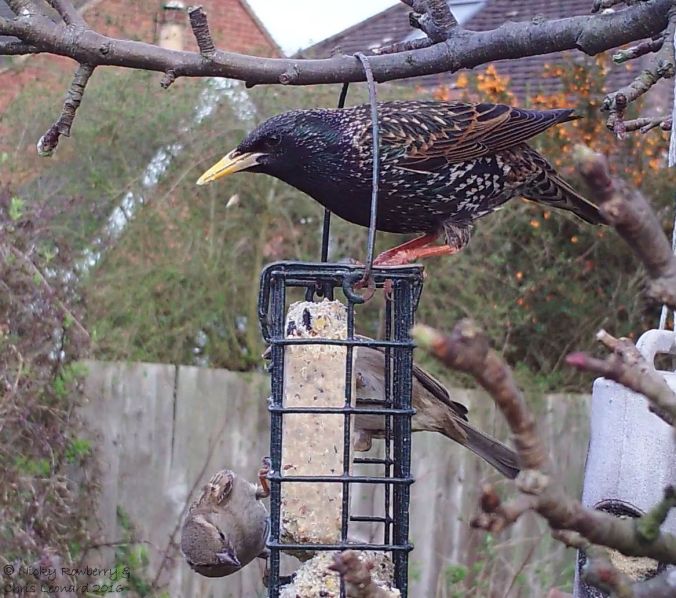 Starling on suet