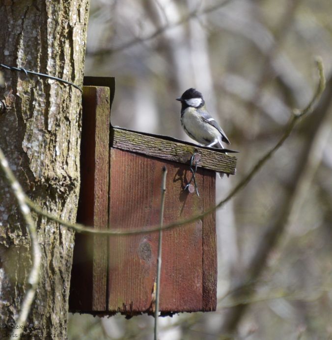 Tit on nesting box