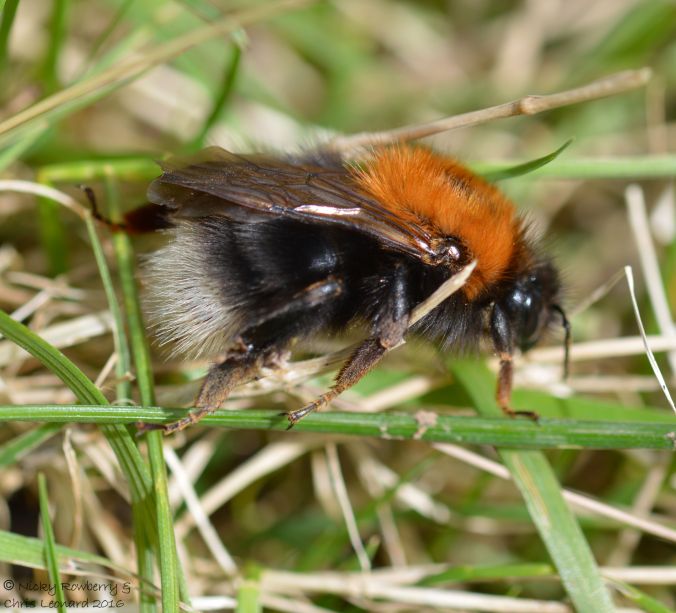 Tree Bumblebee