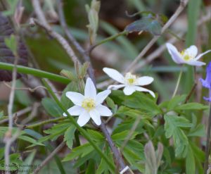 Wood anemone