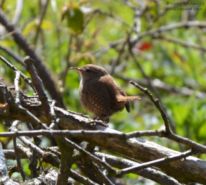 Wren at Hartlebury