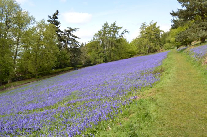 Bluebells 2015 2