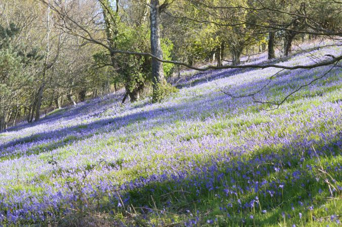 Bluebells on Malvern 2