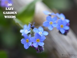 Forget me not 30 WEEDS