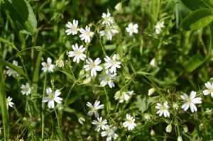 Greater stitchwort