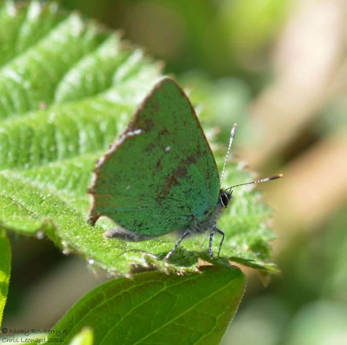 Green Hairstreak Penny Hill Bank