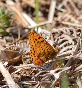 Pearl Bordered Fritillaries (10)