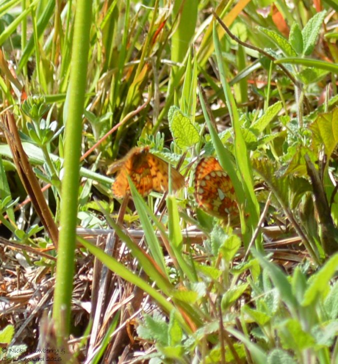 Pearl Bordered Fritillaries (2)
