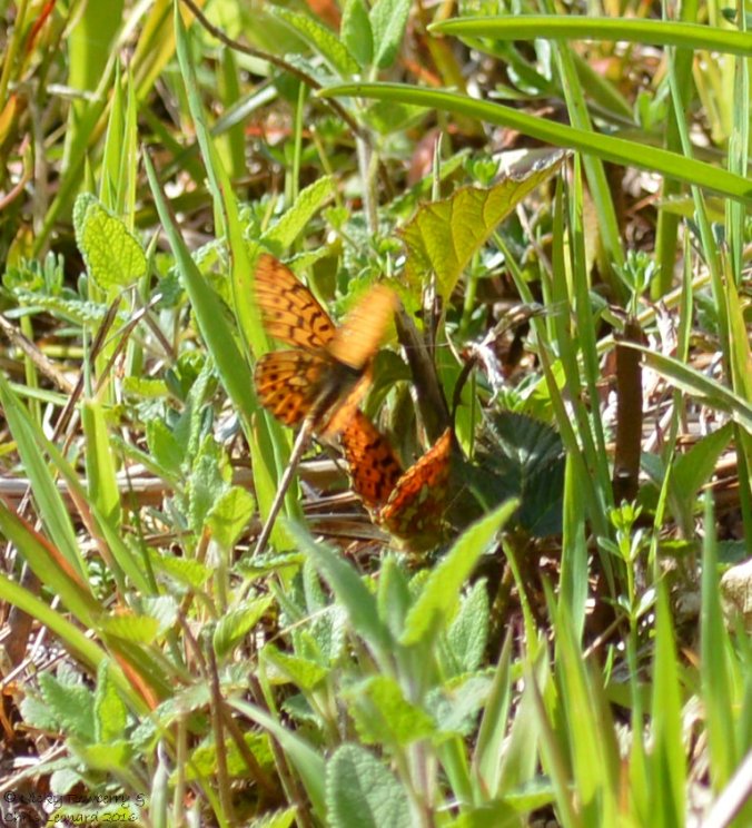 Pearl Bordered Fritillaries (6)