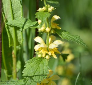Yellow Deadnettle
