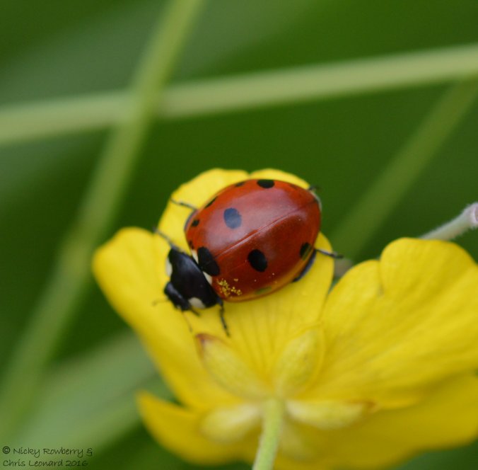 7 spot ladybird