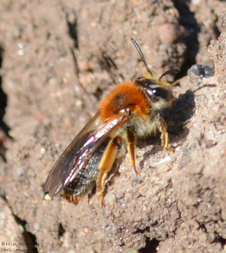 Andrena haemorrhoa female