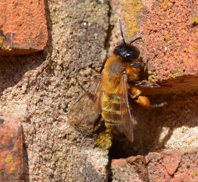 Andrena nigroaenea